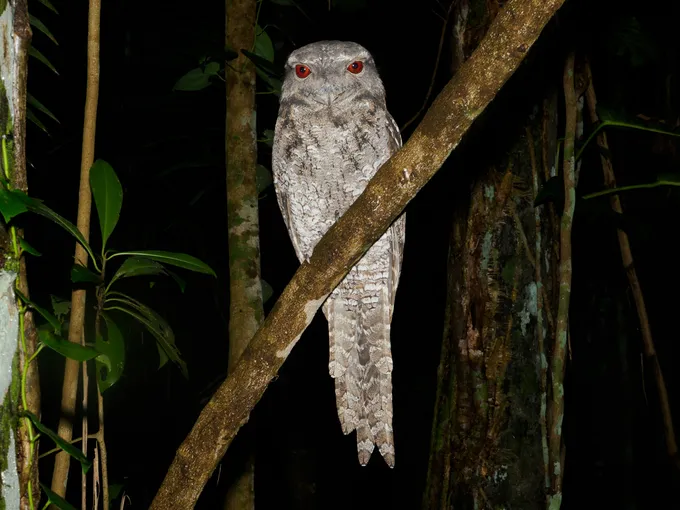 Cairns Botanic Gardens Night Walk - 1 Hour | Experience Oz