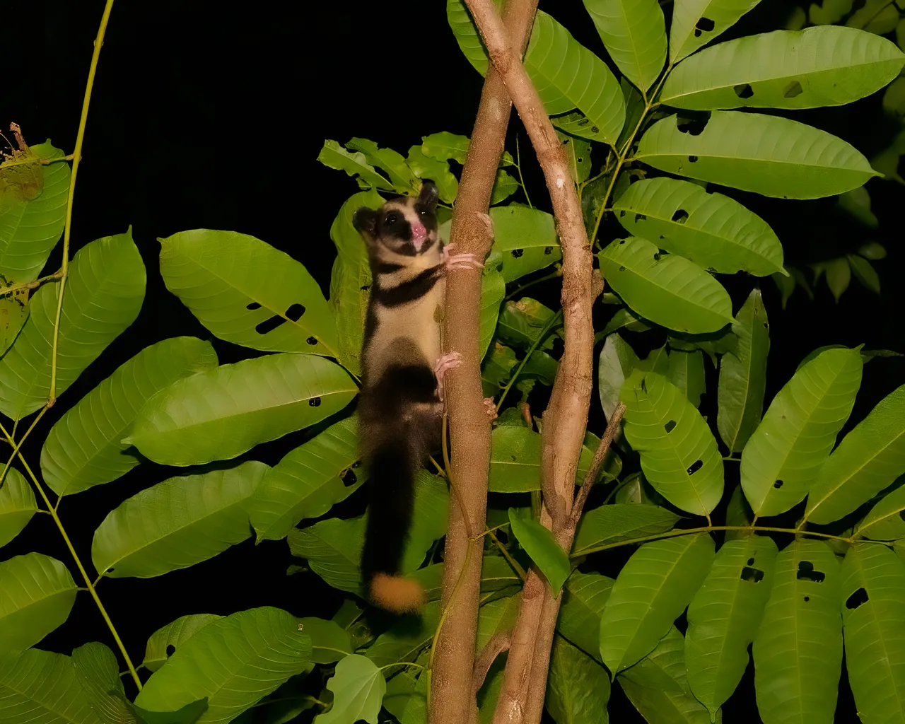 Cairns Botanic Gardens Night Walk - 60 Minutes | Experience Oz-6