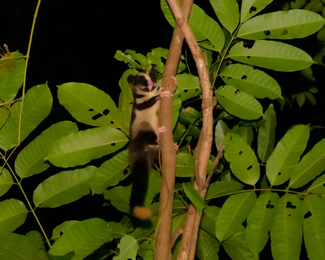 Cairns Botanic Gardens Night Walk - 1 Hour | Experience Oz
