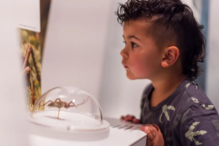 Paparoa Experience & Māori Cultural Journey | Experience Oz + NZ