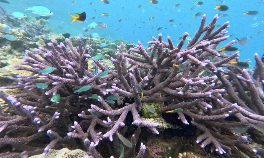 Scenic Flight, Boat & Snorkel, Half Day - Great Barrier Reef