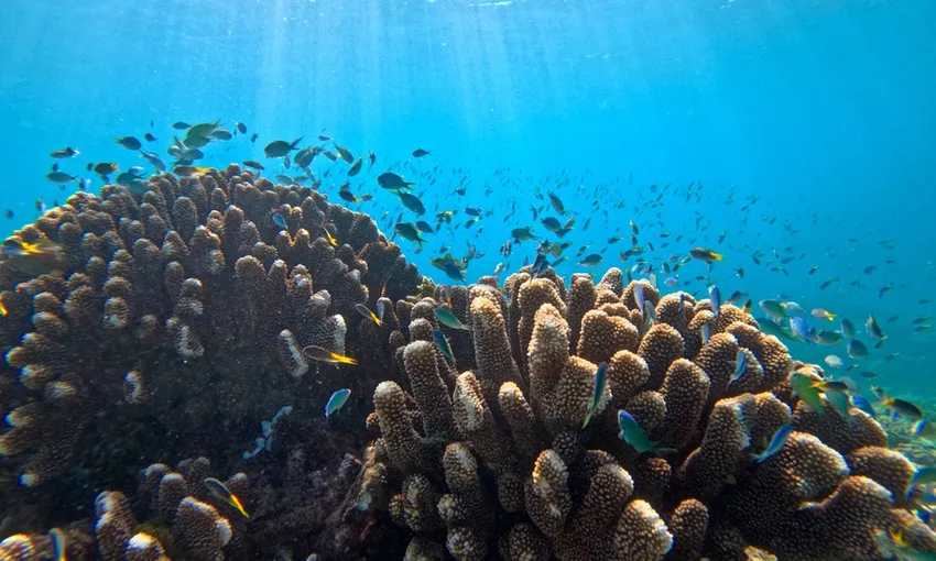 Scenic Flight, Boat & Snorkel, Half Day - Great Barrier Reef
