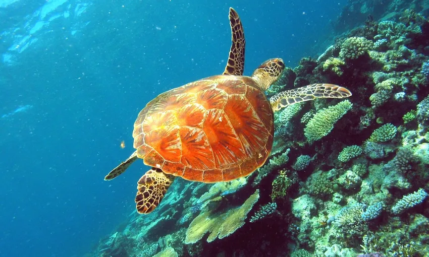 Snorkel Trip, Full Day Small Group Tour - Great Barrier Reef