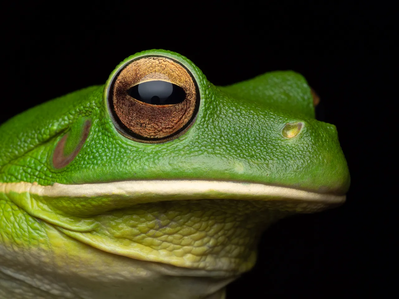 Cairns Premium Night Nature Walk - 60 Minutes | Experience Oz-4