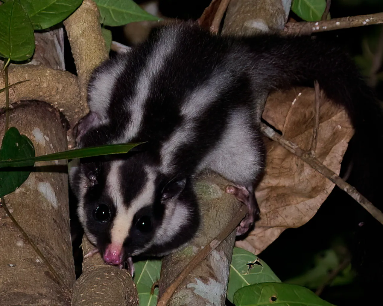 Cairns Premium Night Nature Walk - 60 Minutes | Experience Oz-2
