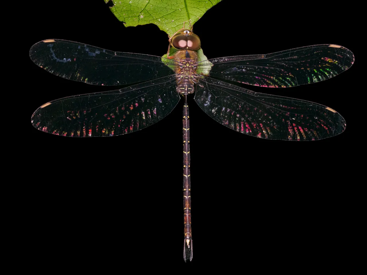 Cairns Premium Night Nature Walk - 60 Minutes | Experience Oz-5