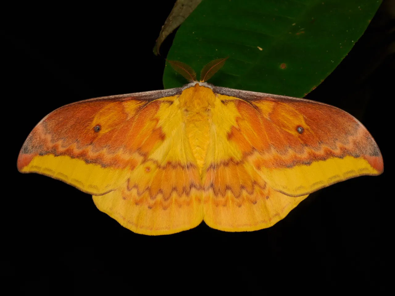 Cairns Premium Night Nature Walk - 60 Minutes | Experience Oz-6