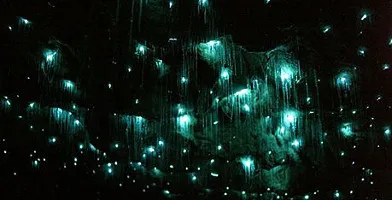 Gold Coast Glow Worm Tour - Book Now | Experience Oz-3
