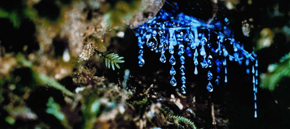Gold Coast Glow Worm Tour - Book Now | Experience Oz-2