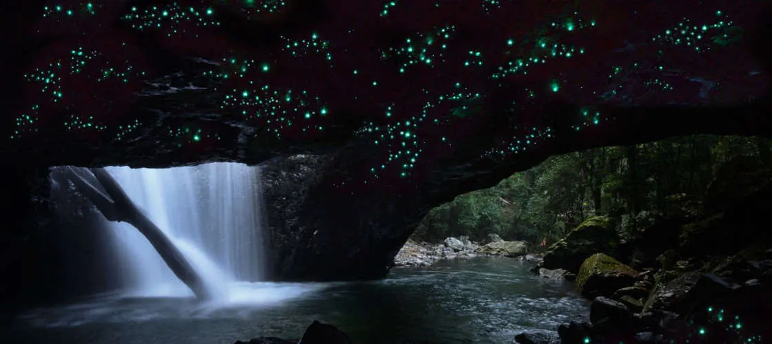 Gold Coast Glow Worm Tour - Book Now | Experience Oz-1