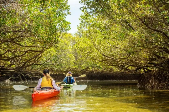 Dolphin Sanctuary & Ships Graveyard Kayak Tour