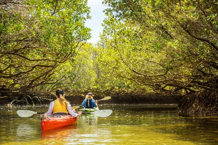 Adelaide Dolphin Kayaking Tour | Experience Oz
