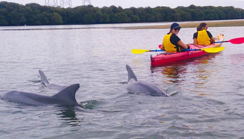 Adelaide Dolphin Kayaking Tour | Experience Oz