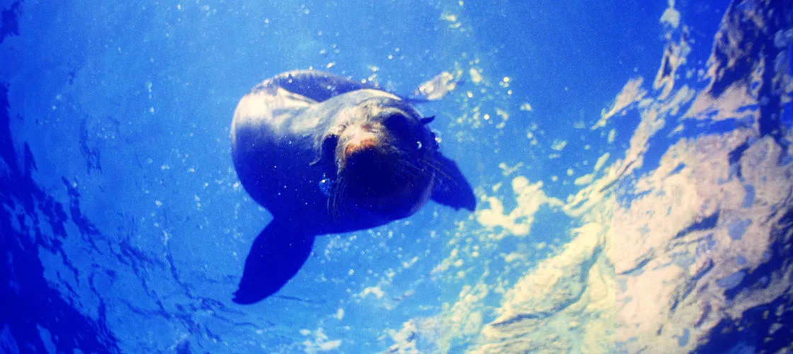 Seal Swim, Kaikoura | Everything New Zealand-5