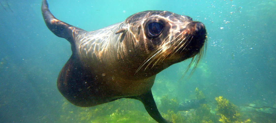 Seal Swim, Kaikoura | Everything New Zealand-1