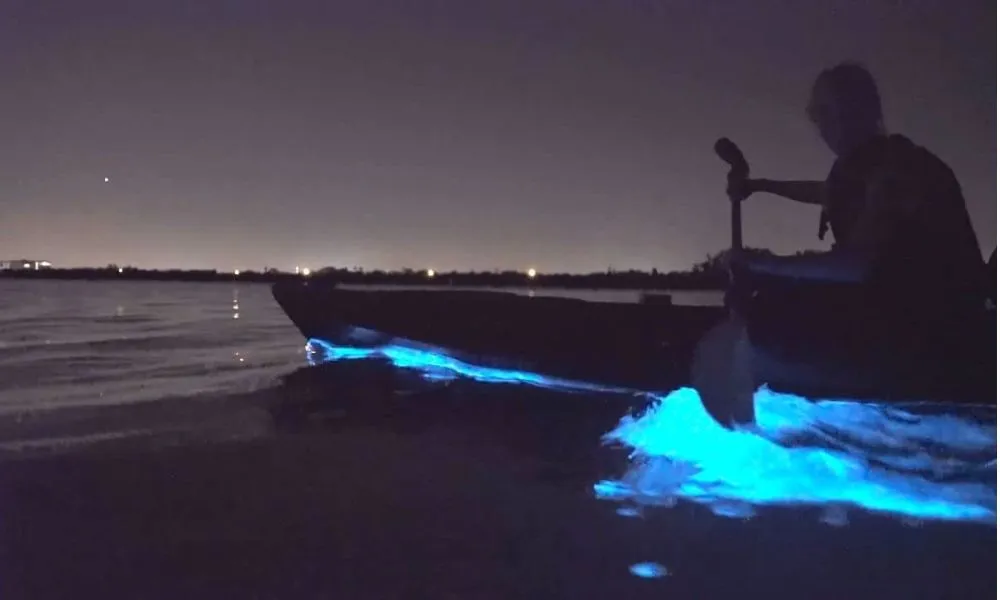 Auckland Bioluminescence Kayak Tour | Everything New Zealand -2