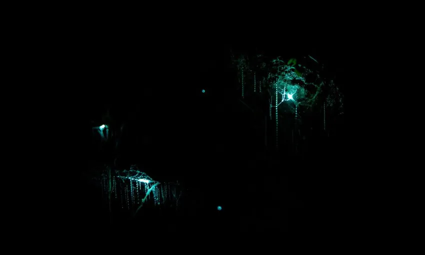 Glow Worm Tour Auckland | Everything New Zealand
