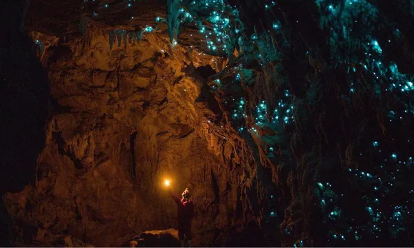 Auckland Glowworm Tour