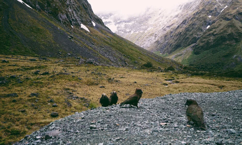Milford Sound Coach & Cruise - BBQ Bus | Everything New Zealand-7