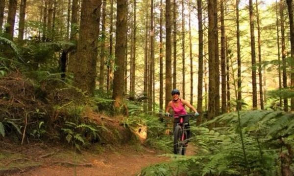 Mountain E-Bike Hire at the Redwoods Forest
