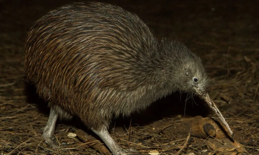 National Aquarium of New Zealand Guided Tour| Everything New Zealand -3