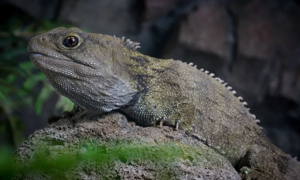 National Aquarium of New Zealand Guided Tour| Everything New Zealand -4