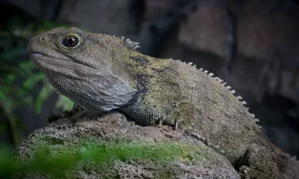 National Aquarium Admission & Guided Tour
