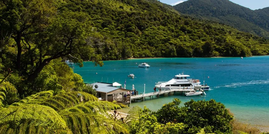 Cruise & Lunch Punga Cove Picton | Everything New Zealand