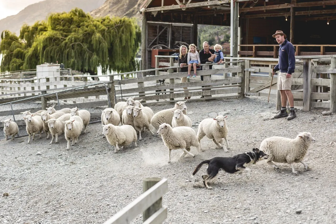 Queenstown Lake Cruise & Walter Peak Farm Tour | Everything New Zealand-5