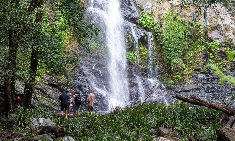Daintree Food Tour with Lunch and Picnic, Full Day