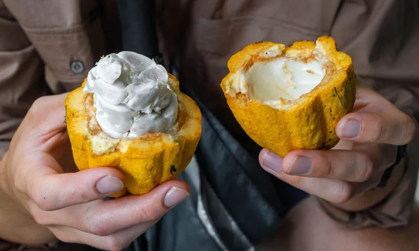 Daintree Food Tour with Lunch and Picnic, Full Day