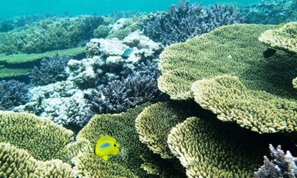 Abrolhos Islands Flight & Snorkel Tour – Full Day | Experience Oz-4