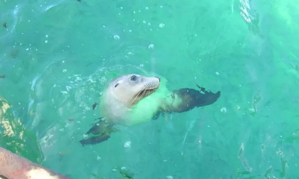 Abrolhos Islands Flight & Snorkel Tour – Full Day | Experience Oz-5