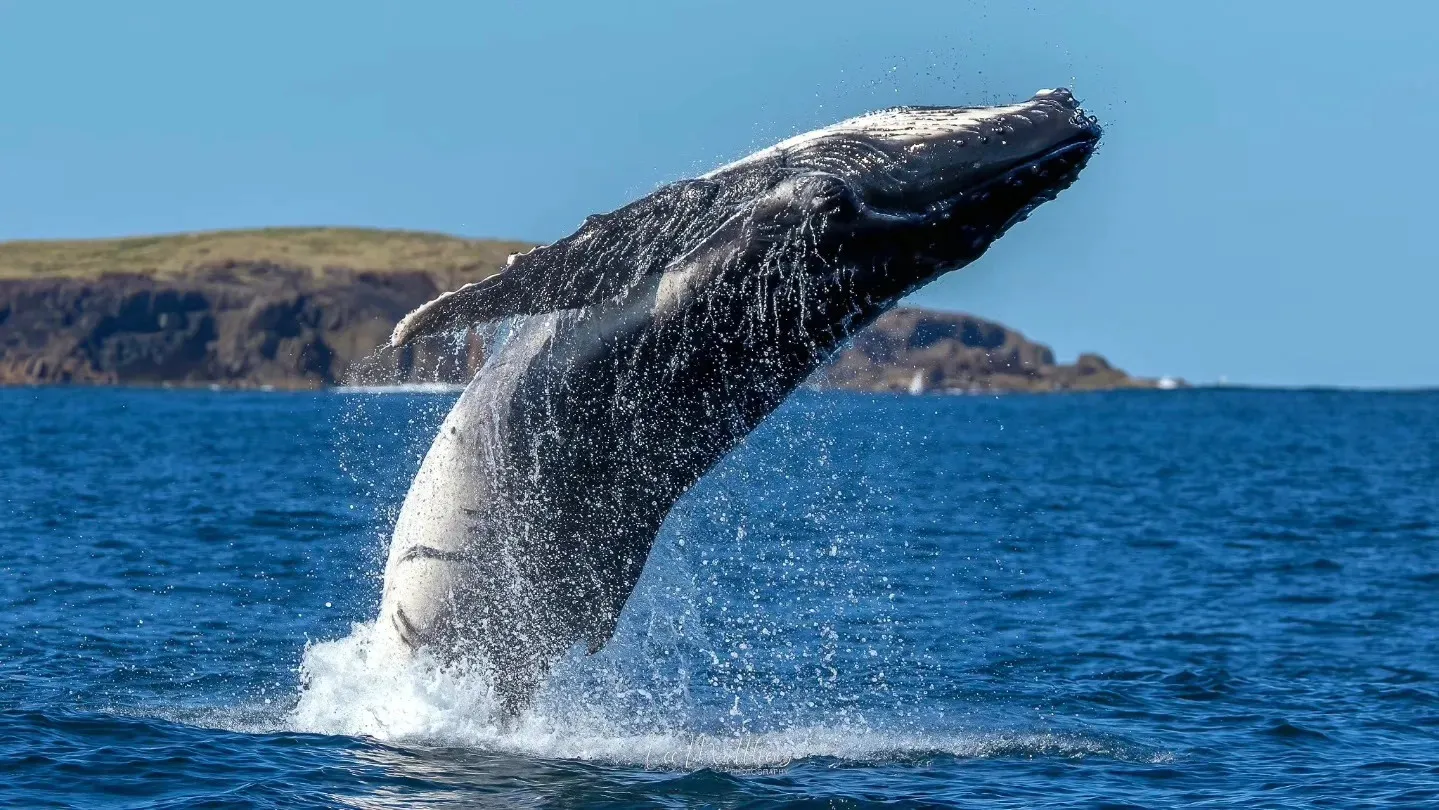 Port Stephens Whale Watching Cruise - 90 Minutes | Experience Oz-1
