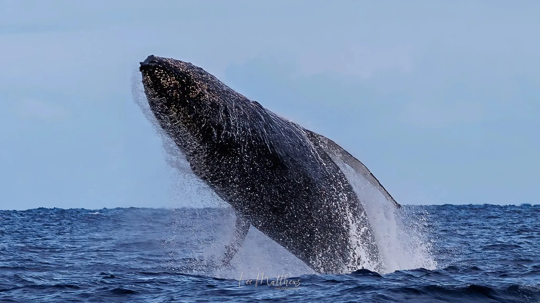 Port Stephens Whale Watching Cruise - 90 Minutes | Experience Oz-7
