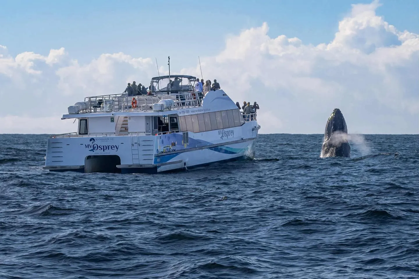 Port Stephens Whale Watching Cruise - 90 Minutes | Experience Oz-5