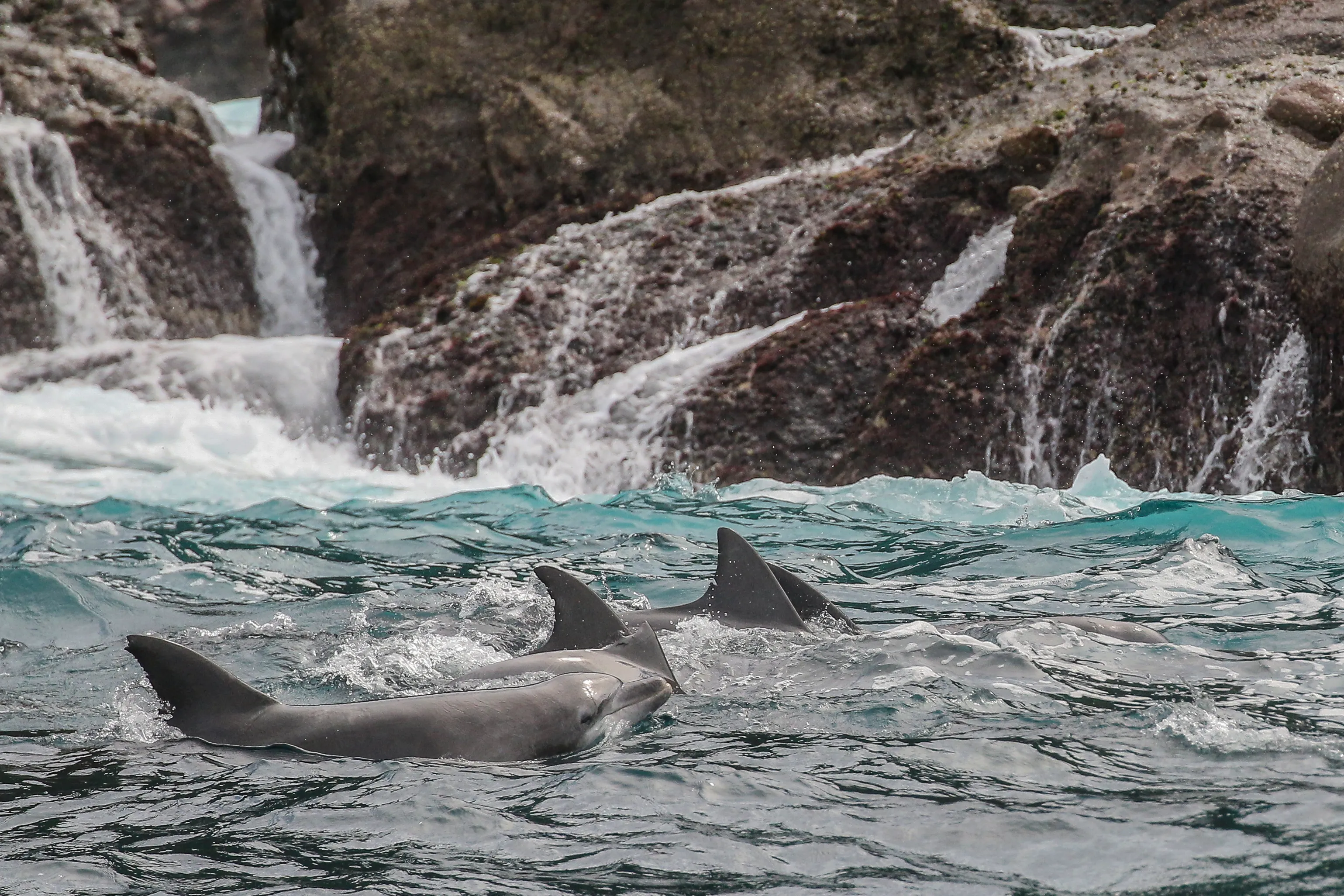 Port Stephens Whale Watching Cruise - 90 Minutes | Experience Oz-3