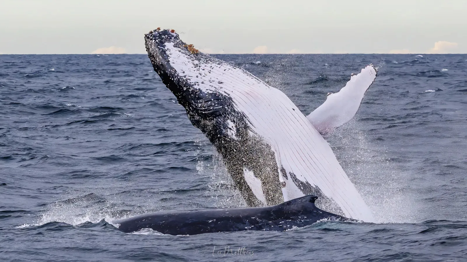 Port Stephens Whale Watching Cruise - 90 Minutes | Experience Oz-4
