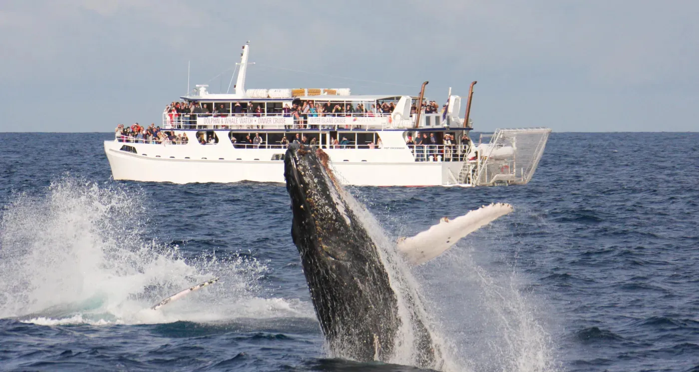 Port Stephens Whale Watching Cruise - 90 Minutes | Experience Oz-2