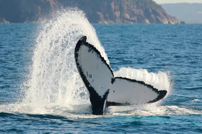 Whale Watching Cruise, 90 Minutes Express - Port Stephens