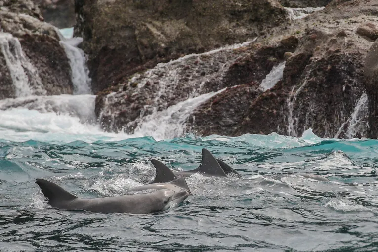 Whale Watching Cruise, 90 Minutes Express - Port Stephens