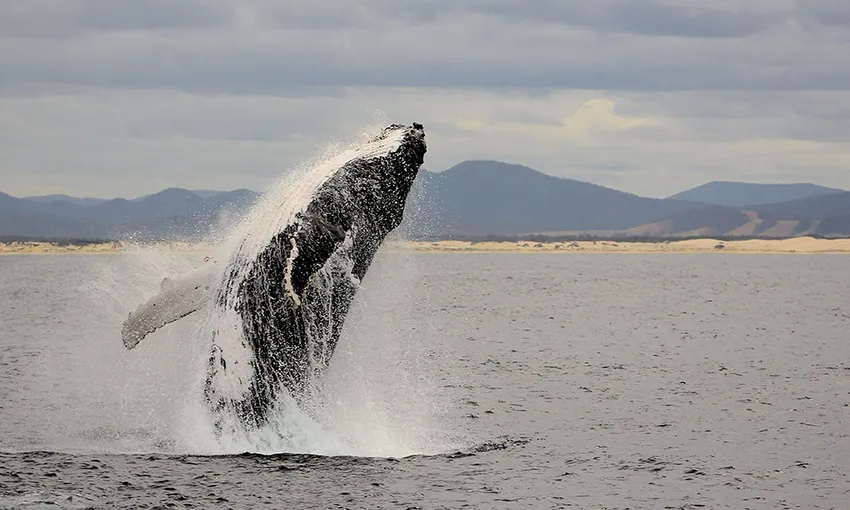 Nelson Bay 3 Hour Whale Watching Cruise - Book Now | Experience Oz