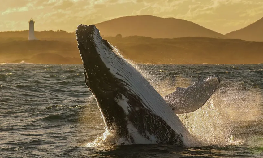 Nelson Bay 3 Hour Whale Watching Cruise - Book Now | Experience Oz