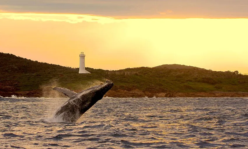 Nelson Bay 3 Hour Whale Watching Cruise - Book Now | Experience Oz