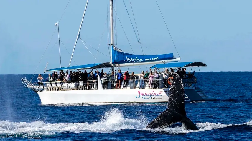 Nelson Bay 3 Hour Whale Watching Cruise - Book Now | Experience Oz