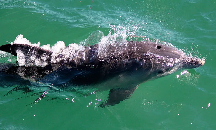 Nelson Bay Snorkelling Cruise - Book Now | Experience Oz