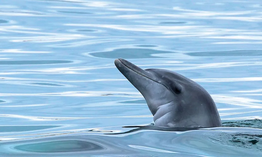 Nelson Bay Dolphin Sailing Cruise - Book Now | Experience Oz