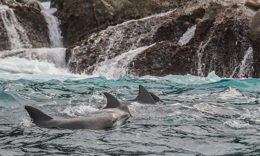 Nelson Bay Dolphin Sailing Cruise - Book Now | Experience Oz