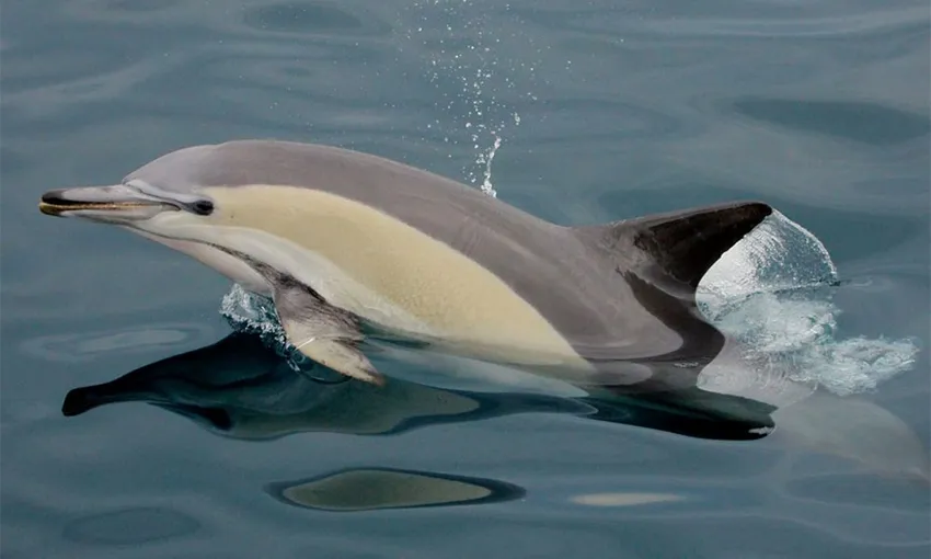 Nelson Bay Dolphin Sailing Cruise - Book Now | Experience Oz