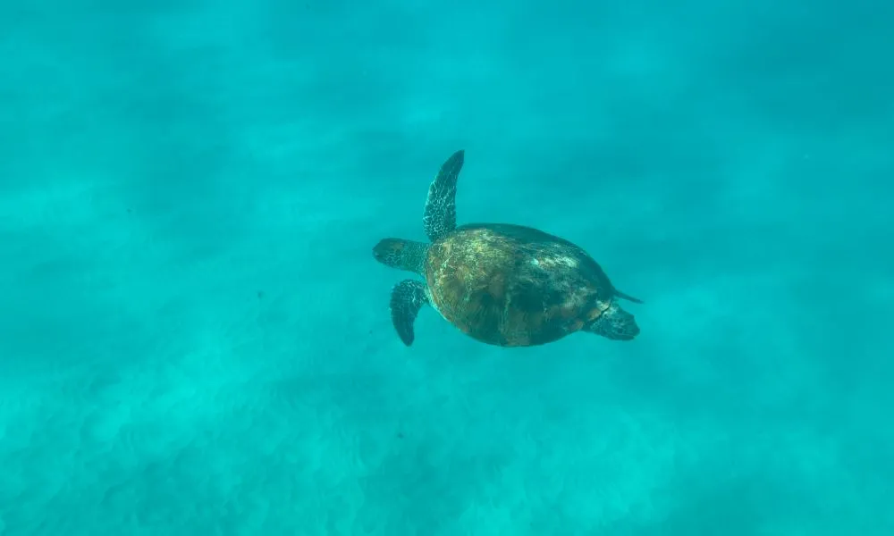 Noosa to Double Island Point 4X4 Beach Adventure | Experience Oz-2